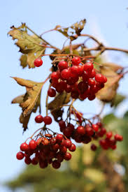 Attēlu rezultāti vaicājumam “Viburnum opulus fruit”