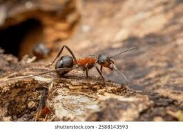 Attēlu rezultāti vaicājumam “Formica rufa imago”