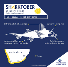 Image result for Callorhinchus capensis