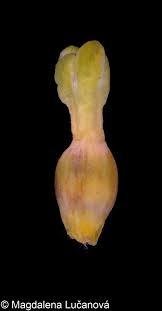 Attēlu rezultāti vaicājumam “Thesium alpinum leaf”