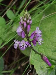 Attēlu rezultāti vaicājumam “Polygala comosa flower”