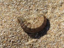 Attēlu rezultāti vaicājumam “Mythimna sp.”