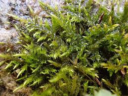 Attēlu rezultāti vaicājumam “Cratoneuron filicinum”