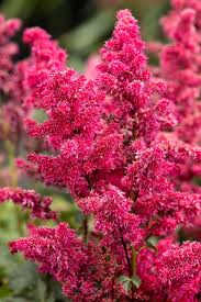 Image result for Astilbe