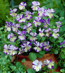 Attēlu rezultāti vaicājumam “Viola x williamsii flower”