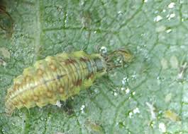 Attēlu rezultāti vaicājumam “Chrysopidae larva”