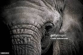Image result for sad elephant