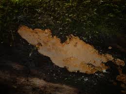 Attēlu rezultāti vaicājumam “Rigidoporus crocatus”