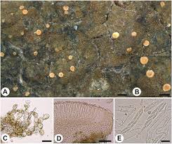 Attēlu rezultāti vaicājumam “Coenogonium pineti”