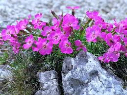 Image result for Steinnelke