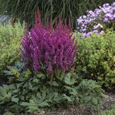 Image result for Astilbe