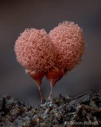 Attēlu rezultāti vaicājumam “Badhamia capsulifera macro”