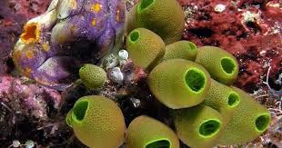 Attēlu rezultāti vaicājumam “Pantilius tunicatus imago”