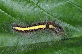 Attēlu rezultāti vaicājumam “Acronicta cuspis”