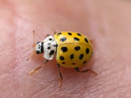 Attēlu rezultāti vaicājumam “Psyllobora vigintiduopunctata”