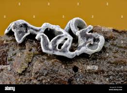 Attēlu rezultāti vaicājumam “Physarum bivalve”