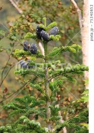 Attēlu rezultāti vaicājumam “Abies mariesii”