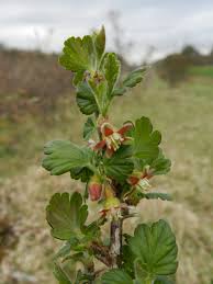 Attēlu rezultāti vaicājumam “Ribes uva-crispa”