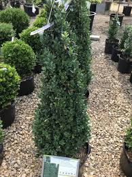 Attēlu rezultāti vaicājumam “Buxus sempervirens”
