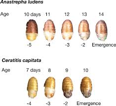 Attēlu rezultāti vaicājumam “Retinia resinella pupa”