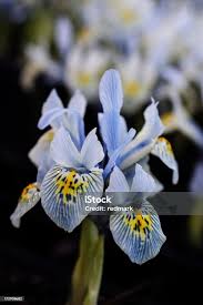 Attēlu rezultāti vaicājumam “Iris reticulata flower”