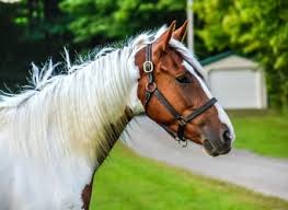 Image result for chestnut friesian