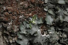 Attēlu rezultāti vaicājumam “Pleurosticta acetabulum”