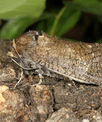 Attēlu rezultāti vaicājumam “Cossus cossus”