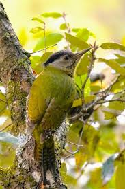 Attēlu rezultāti vaicājumam “Picus canus female”