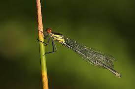 Attēlu rezultāti vaicājumam “Erythromma najas”