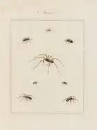 Attēlu rezultāti vaicājumam “Aranei”