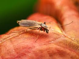 Attēlu rezultāti vaicājumam “Colloderma robustum macro”