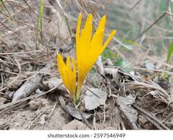 Attēlu rezultāti vaicājumam “Colchicum luteum flower”