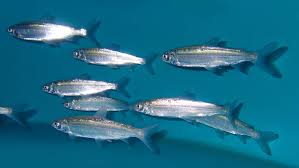 Image result for Coregonus huntsmani