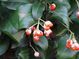 Attēlu rezultāti vaicājumam “Euonymus fruit”