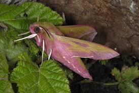 Attēlu rezultāti vaicājumam “Deilephila elpenor”