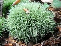 Attēlu rezultāti vaicājumam “Leucobryum juniperoideum”