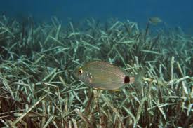 Image result for Diplodus