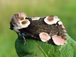 Attēlu rezultāti vaicājumam “Thyatira batis larva”