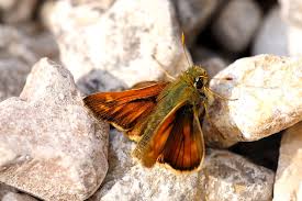Attēlu rezultāti vaicājumam “Hesperia comma underside”