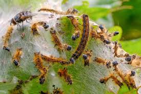 Attēlu rezultāti vaicājumam “Malacosoma neustria larva”