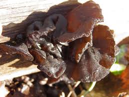 Attēlu rezultāti vaicājumam “Exidia truncata”