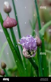 Attēlu rezultāti vaicājumam “Allium schoenoprasum bud”
