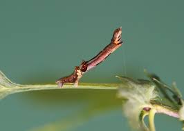Attēlu rezultāti vaicājumam “Selenia dentaria larva”