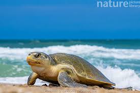 Image result for Lepidochelys kempii
