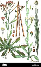 Attēlu rezultāti vaicājumam “Cardaminopsis arenosa fruit”