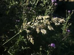 Attēlu rezultāti vaicājumam “Holcus mollis”