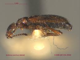 Attēlu rezultāti vaicājumam “Anthicidae”