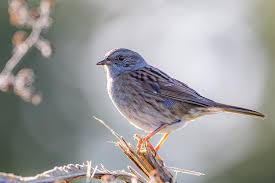 Attēlu rezultāti vaicājumam “Prunella modularis”