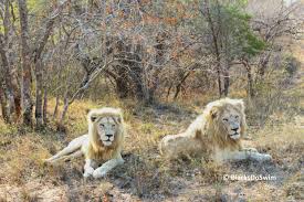 Image result for Llantwit Lions